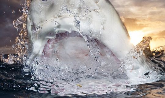 全球水下摄影大赛，我们水下的世界真是美得震撼