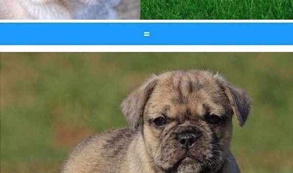 二哈和柯基的故事告诉我们:就算为了下一代,也该找对另一半!