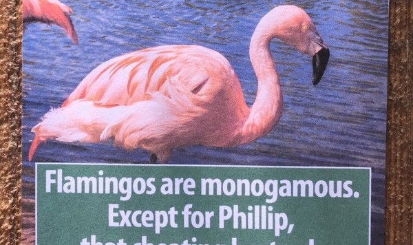 怎么又是动物冷知识？放心，这次全假的