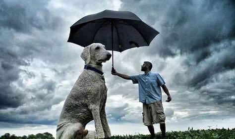 这是一只网红狗和它主人的故事~