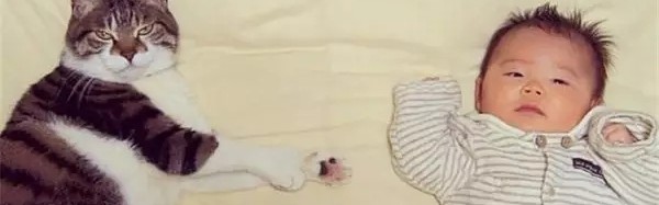 我家猫有了，就差个萝莉