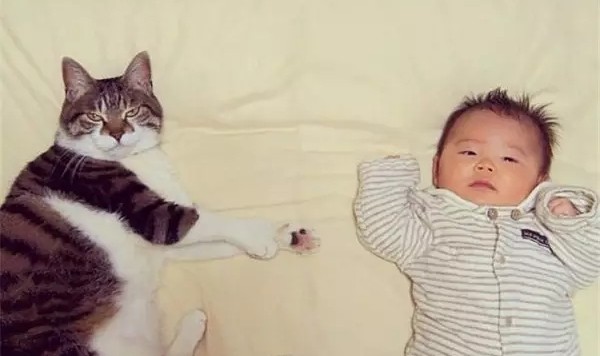 我家猫有了，就差个萝莉