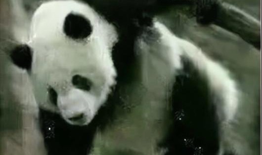 这年头你还敢有熊猫眼？跟戚哥混不存在的！