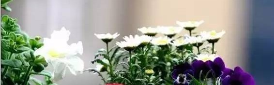 春风十里,不如养你