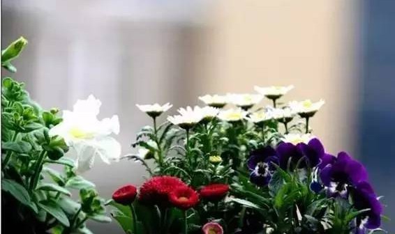 春风十里,不如养你