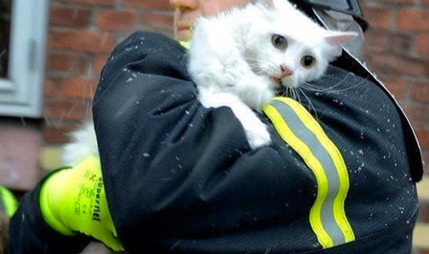 你最爱的消防员，平时救助小动物也是他们的职责之一