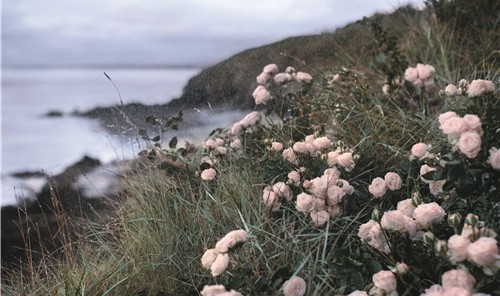 和花秘一起，开启玫瑰肌！