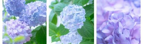 芭姐有办法|别高兴太早!明年流行的粉蓝色美到心都化了,可怎么穿不显黑?