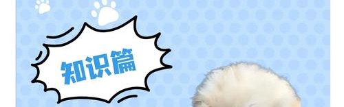 2023年了，我还在为这只小狗落泪！