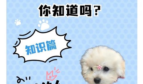 2023年了,我还在为这只小狗落泪!