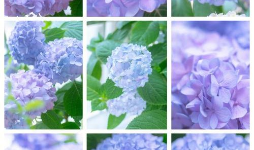 芭姐有办法｜别高兴太早！明年流行的粉蓝色美到心都化了，可怎么穿不显黑？