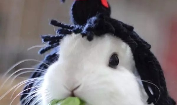 兔兔，你怎么这么爱臭美呢！