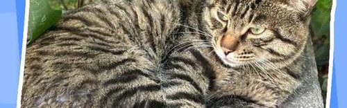 就算穿越回千年以前，我也逃不过“猫奴”二字