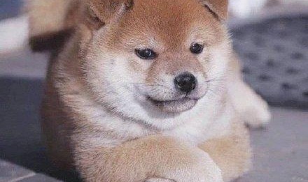 可恶！这次被她装到了