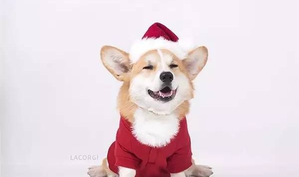 柯基的短腿和肥臀简直就是两大卖萌法宝！