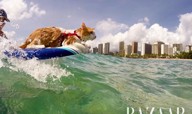 这只住在夏威夷的猫咪，在失去一只眼睛后竟爱上了冲浪！