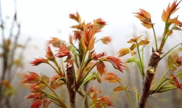 春天的滋味全在这“树上的野菜”里