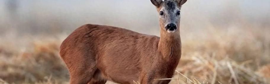 久美成列  鹿永远知道怎么走回林子中