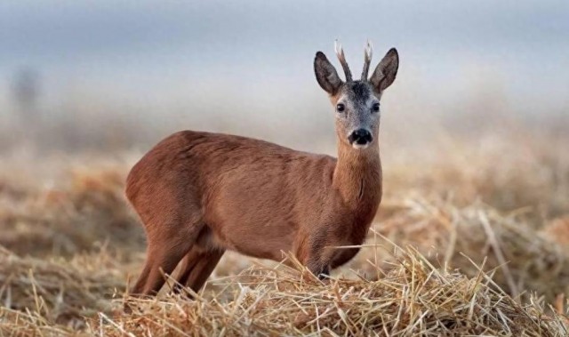 久美成列  鹿永远知道怎么走回林子中