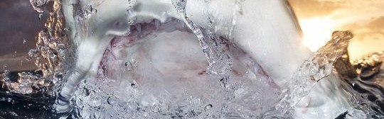 全球水下摄影大赛,我们水下的世界真是美得震撼