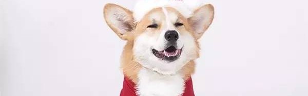 柯基的短腿和肥臀简直就是两大卖萌法宝！