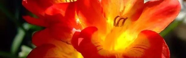 外面那么冷，家里这些植物却花开正艳呐