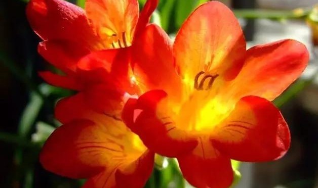 外面那么冷，家里这些植物却花开正艳呐