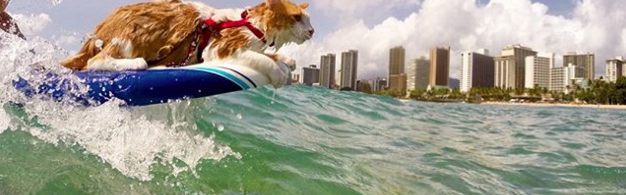 这只住在夏威夷的猫咪，在失去一只眼睛后竟爱上了冲浪！