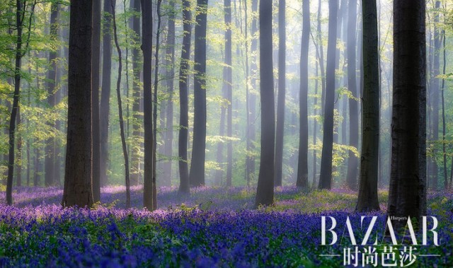 比利时的紫色仙境，每到春天就美得像天堂一样！