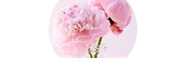 5月最值得期待的10种花材