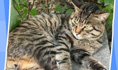 就算穿越回千年以前，我也逃不过“猫奴”二字