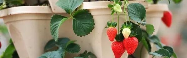 在家里这样种水果，比买的花还好看