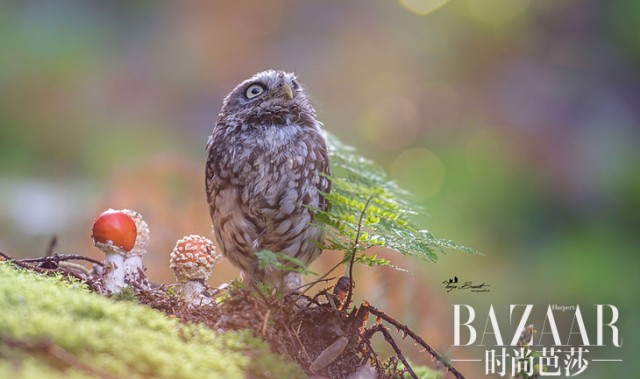 猫头鹰与小松鼠，都是人类的好朋友