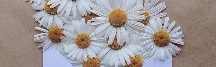 寄往春天的鲜花之信