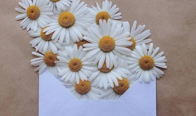 寄往春天的鲜花之信