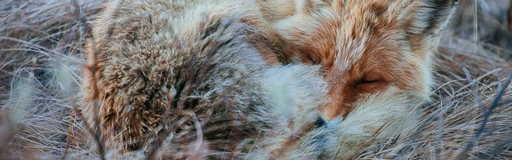 北极圈拍狐狸， 让人有把它当作宠物的冲动