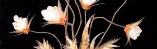 这些竟然都是贝壳开出的花，美哭啦！