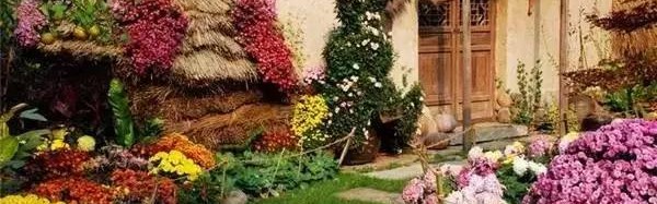 平凡如她们，用花草把日子装扮得五彩缤纷