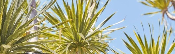 你只知痴情徐太宇和综艺“傻黑甜”，却不知镜头后的才是王大陆