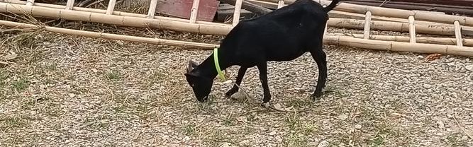 屋顶上可以放羊、打高尔夫,还能野餐,你见过吗?