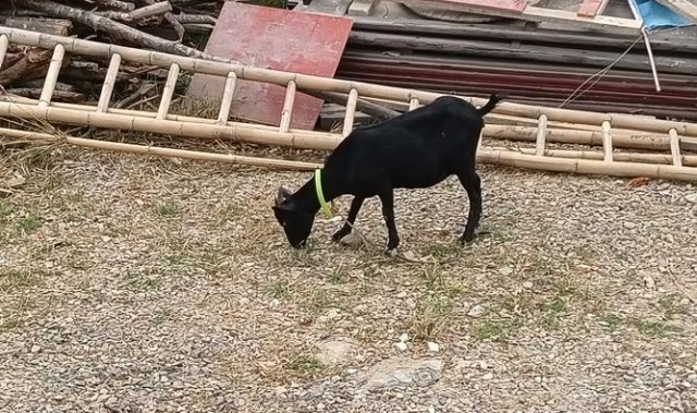 屋顶上可以放羊、打高尔夫,还能野餐,你见过吗?