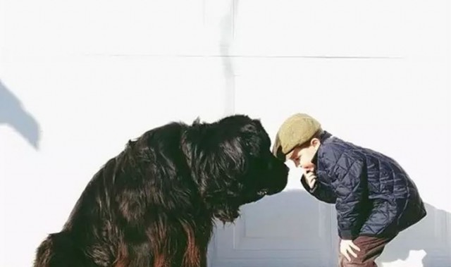 家里养一条巨型犬是什么体验