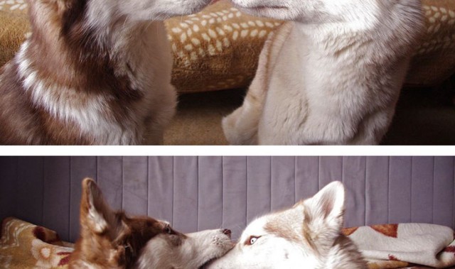 接吻才不是人类专属，14张萌萌的动物kiss照让你心都融化