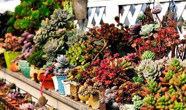 这些越冷越美的多肉，更需要你的呵护