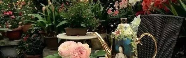 十年养两花，她的屋顶盛开如画