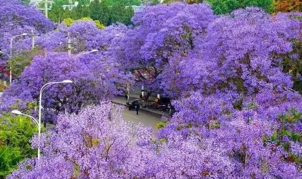 旅游月历-4月篇丨被春天临幸的感觉真好，一场明媚花事便能治愈~