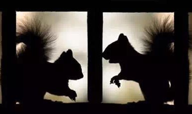 生活在废墟中的可爱生灵