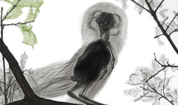 X射线里的生命之美