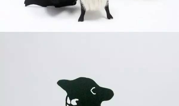 包装中只要加点动物元素,立马萌萌哒