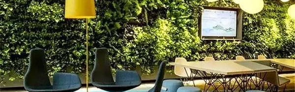 养这８种植物在办公室，助你鸡年财旺运好工作顺心